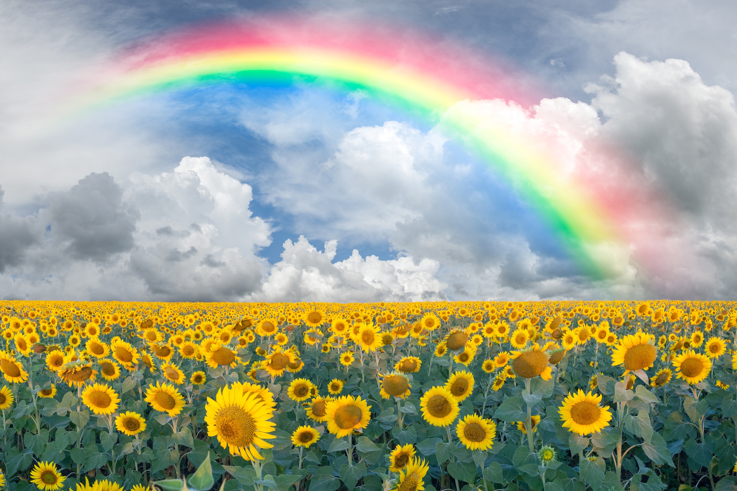 Papermoon Fototapete »Rainbow Sunflowers« glatt