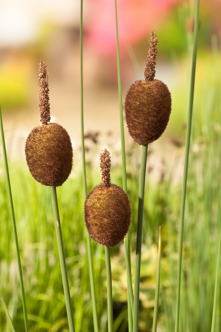 Dwerglisdodde (Typha minima) D 9 H 20 cm