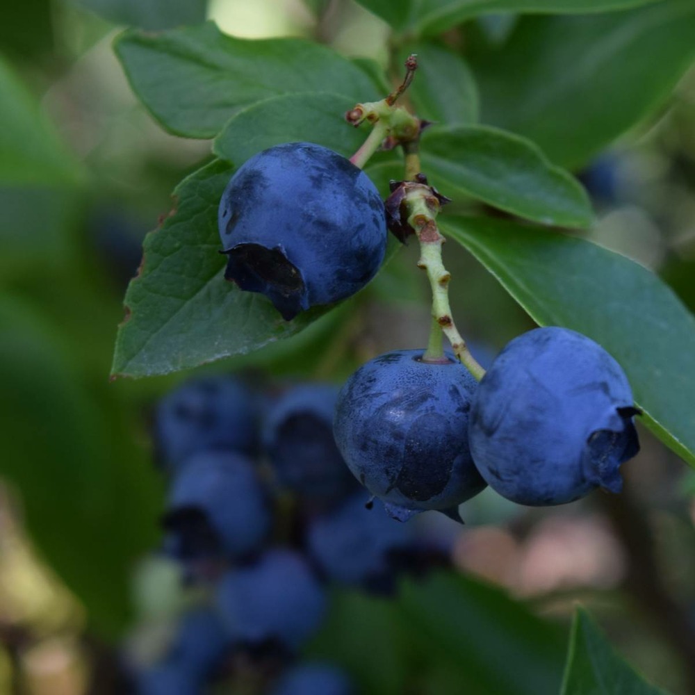 Myrtille corymbosum legacy/vaccinium corymbosum legacy[-]pot de 3l - touffe