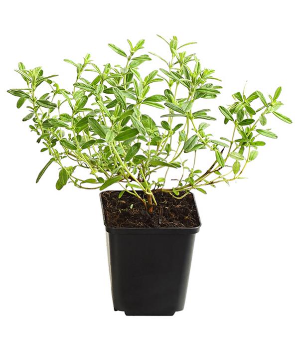 Bio Sonnenröschen, rosa