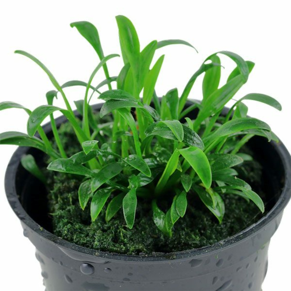 Cryptocoryne parva