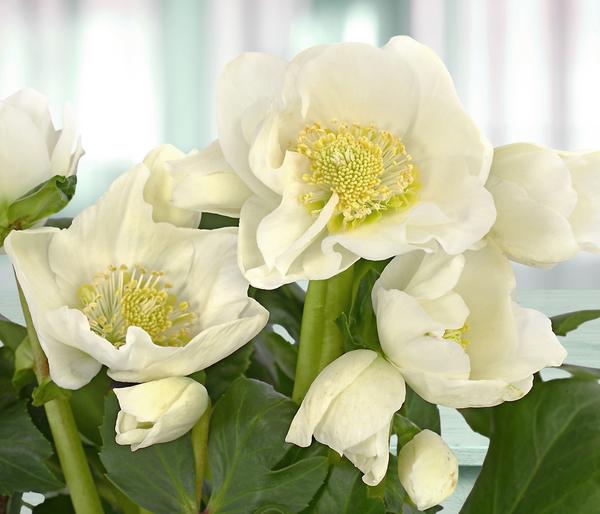 Christrose