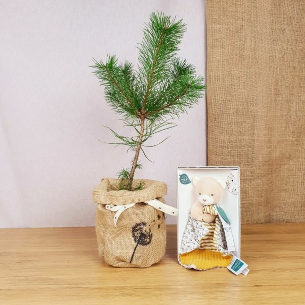 Coffret arbre de naissance, le pin et son doudou ours bio