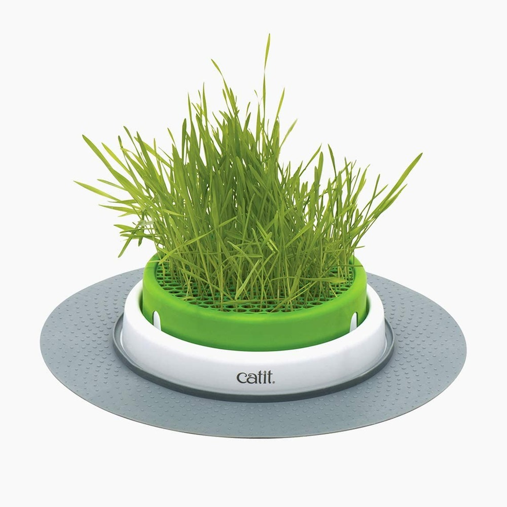 Jardin d'herbe chat