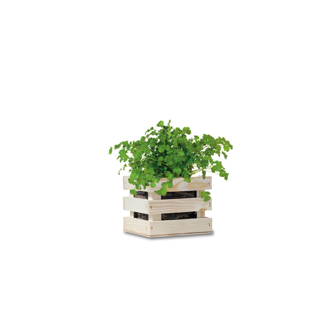 Baza Garden Box Bio Koriander