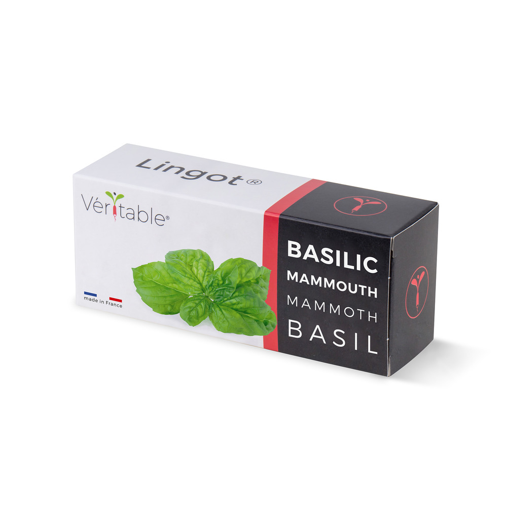Lingot basilic mammouth - recharge prête à l'emploi
