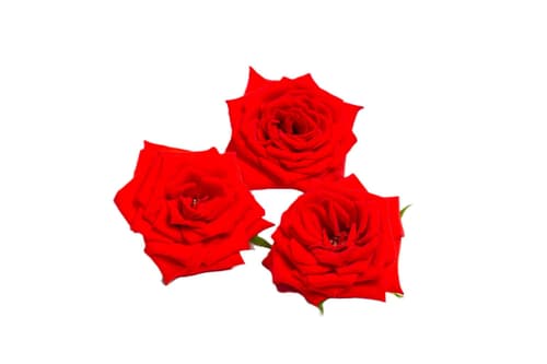 Essbare Rosenblüten