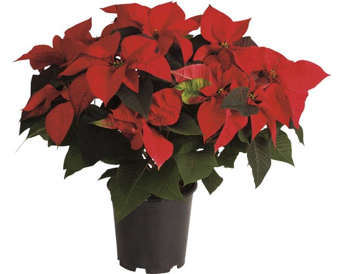 Extra grote kerstster (Euphorbia pulcherrima) FloraSelf H 40-50 cm Ø 19 cm pot assorti