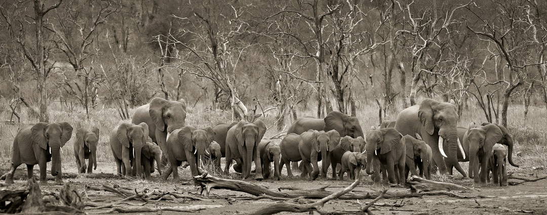 Elephant herd & logs by Horst Klemm - Limited Edition. Edition of: 150. Signed.