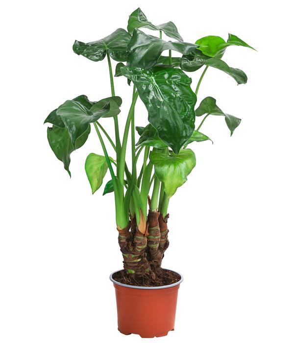 Zimmerpflanzen-Set Tropical, 5-teilig