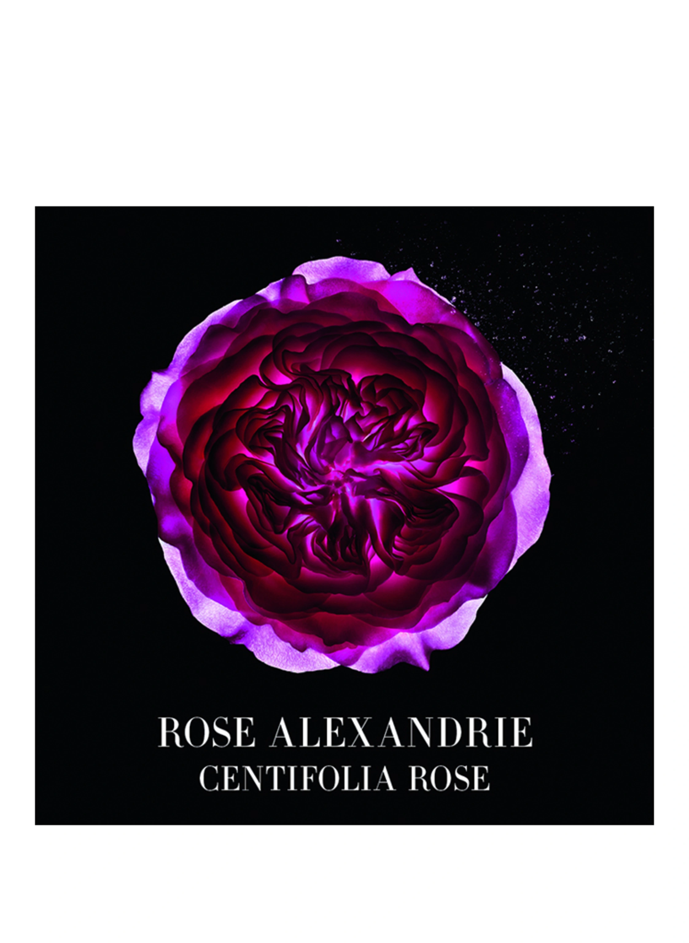 ARMANI PRIVÉ ROSE ALEXANDRIE