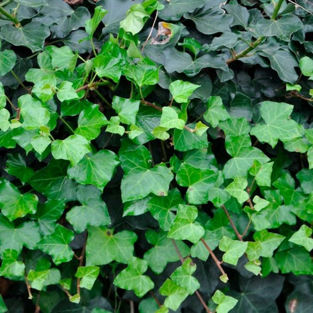 Lierre d'irlande - hedera helix 3l