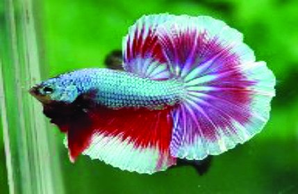 Hikari Betta Biogold 20 gram | Aquariumvoer
