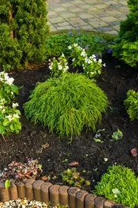Chamaecyparis pisifera 'Filifera Nana' Trådsypress 'Filifera Nana' Ø17 cm