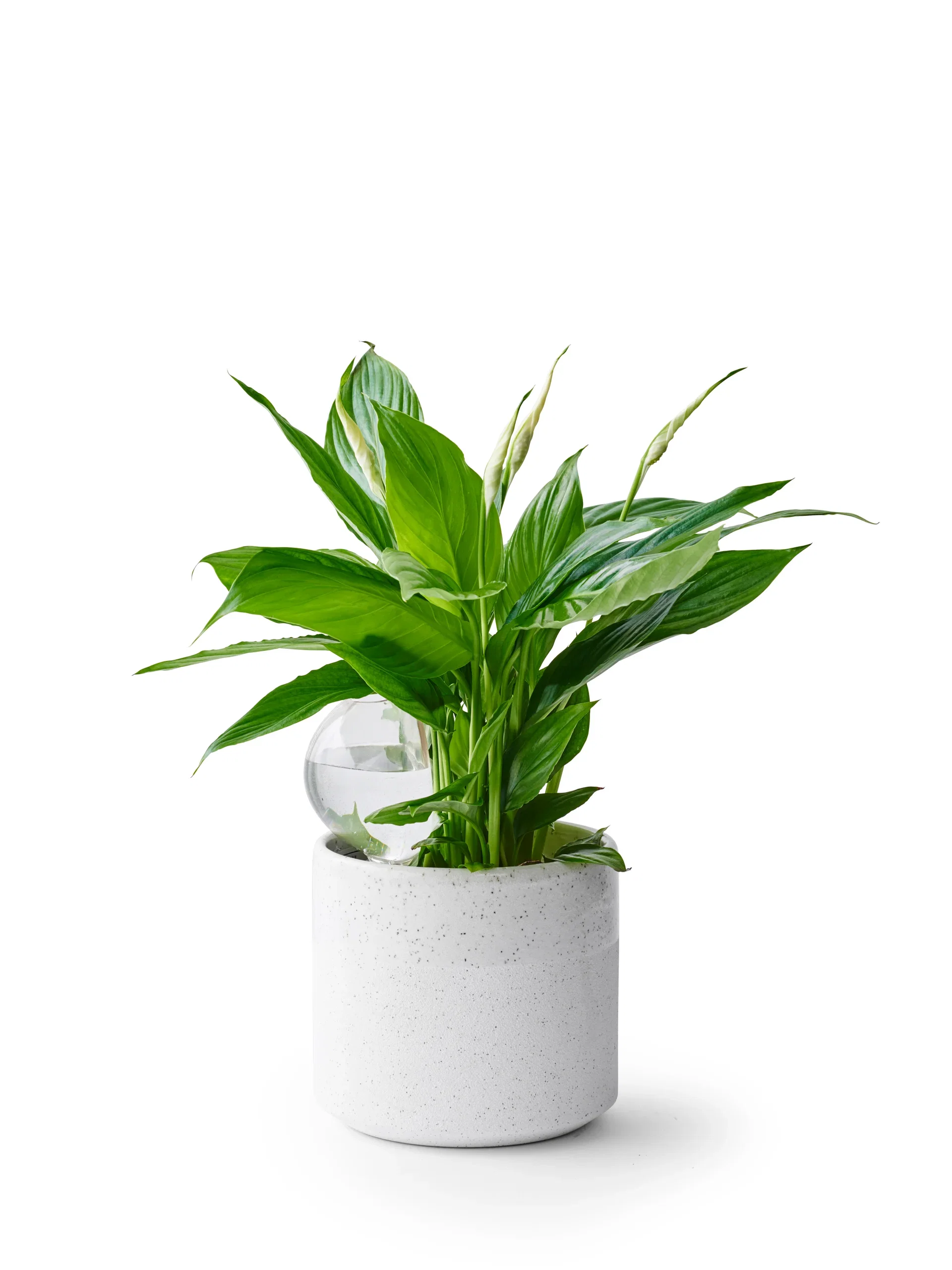 Vanningsboble 250 ml