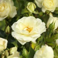 Rosa Meilove White 4L Klaserose 'White Meilove' Ø21 cm