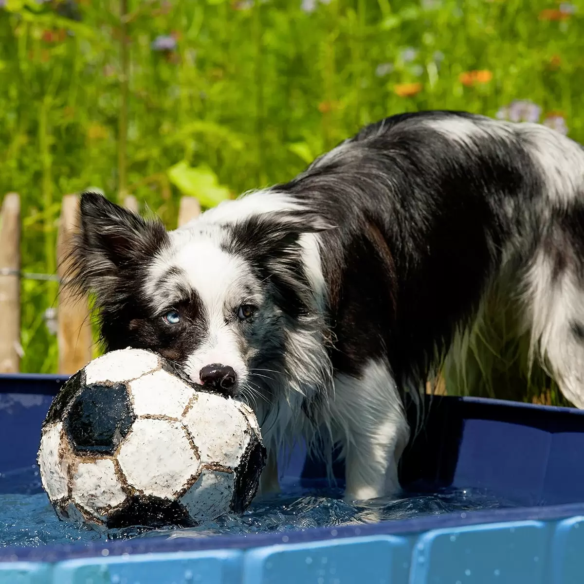 Hunde Pool Blau