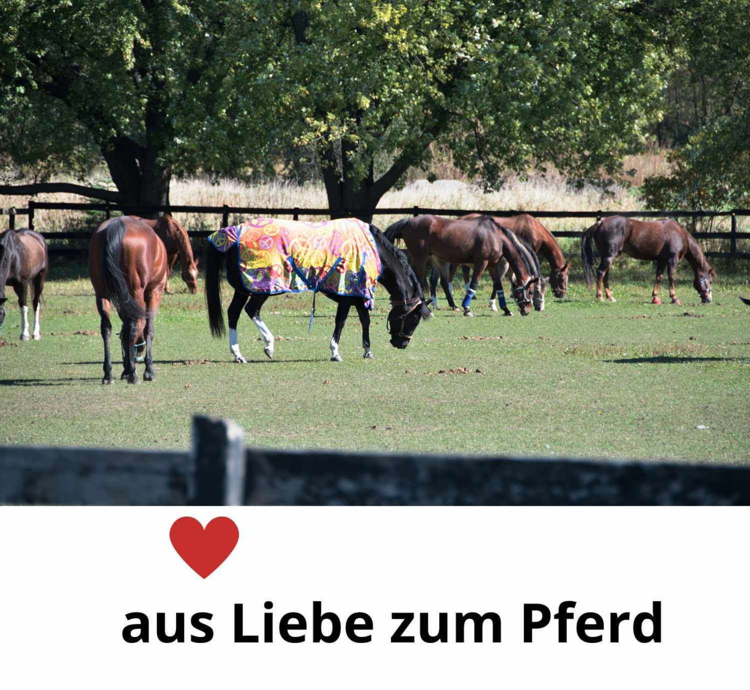 HorseGuard Pferde Fleecedecke Rockford