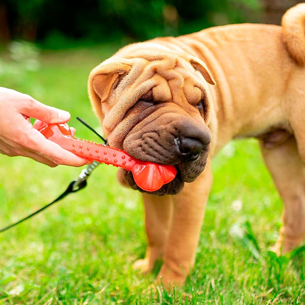 Os chien chiens jouet couleurs mordre ferplast pa trois tailles plusieurs couleurs