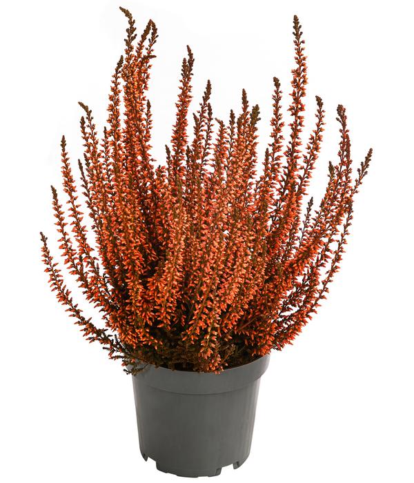Knospenheide, gefärbt, verschiedene Farben