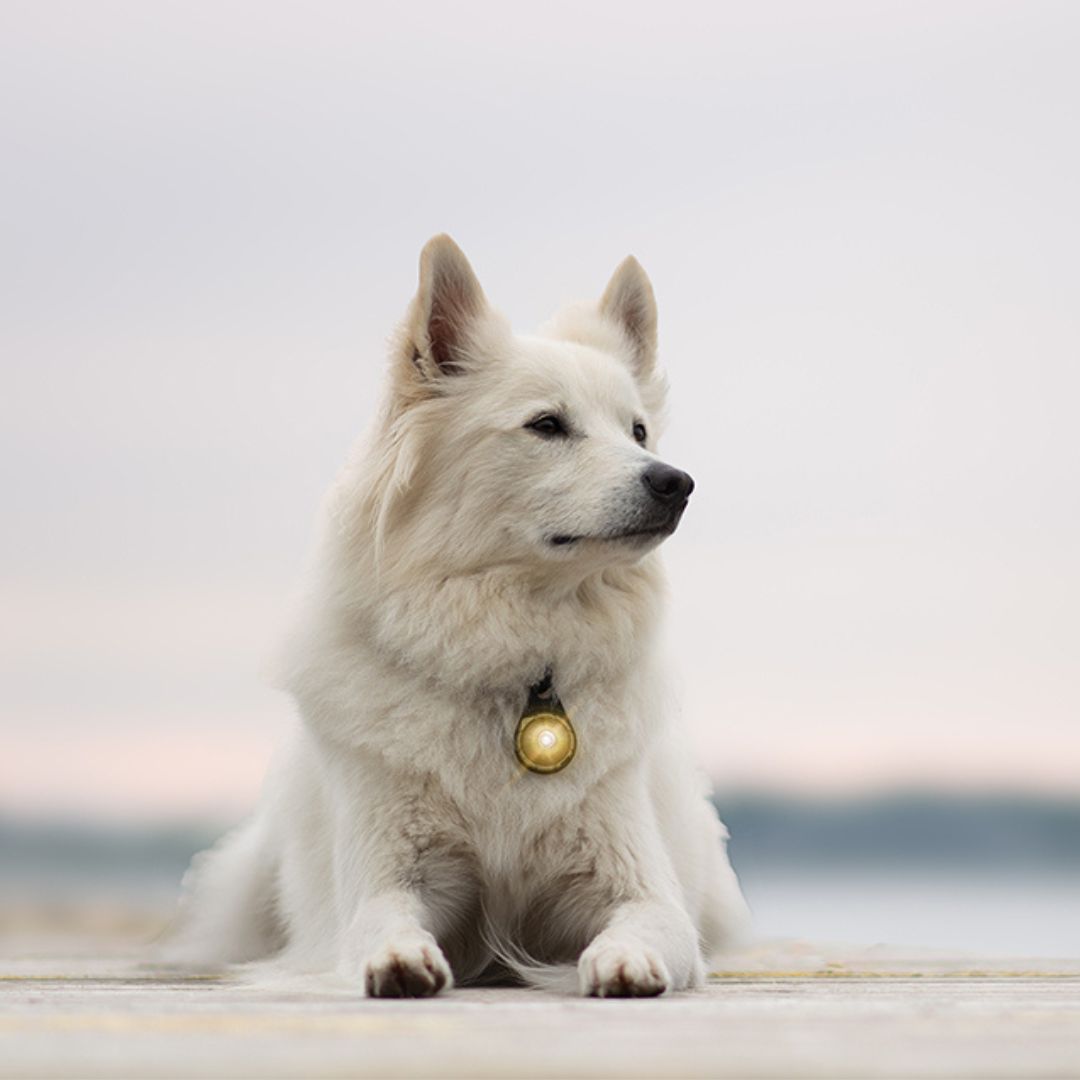 Orbiloc Sicherheitslicht Dog Dual Gold