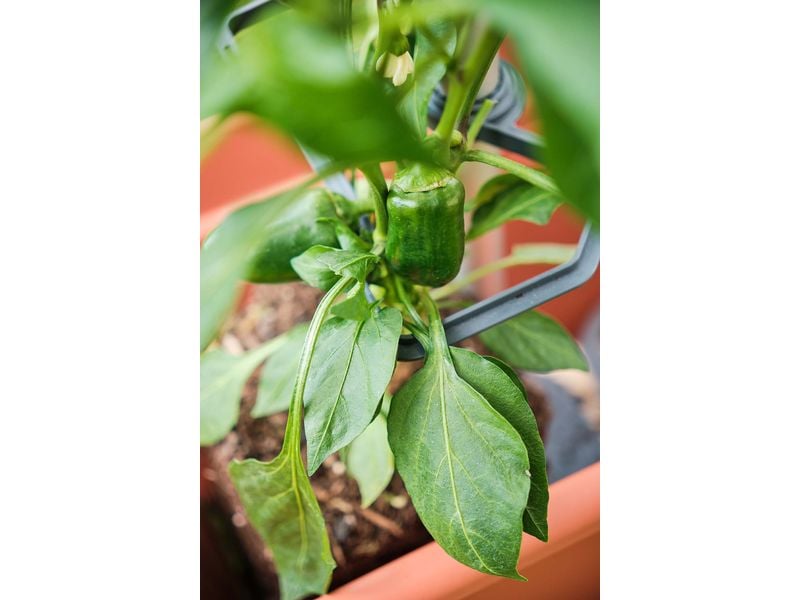 Gusta Garden CHILI BUDDY Rankhilfe für Chilis & Paprika Sil Rankhilfe wächst mit Ihren Pflanzen