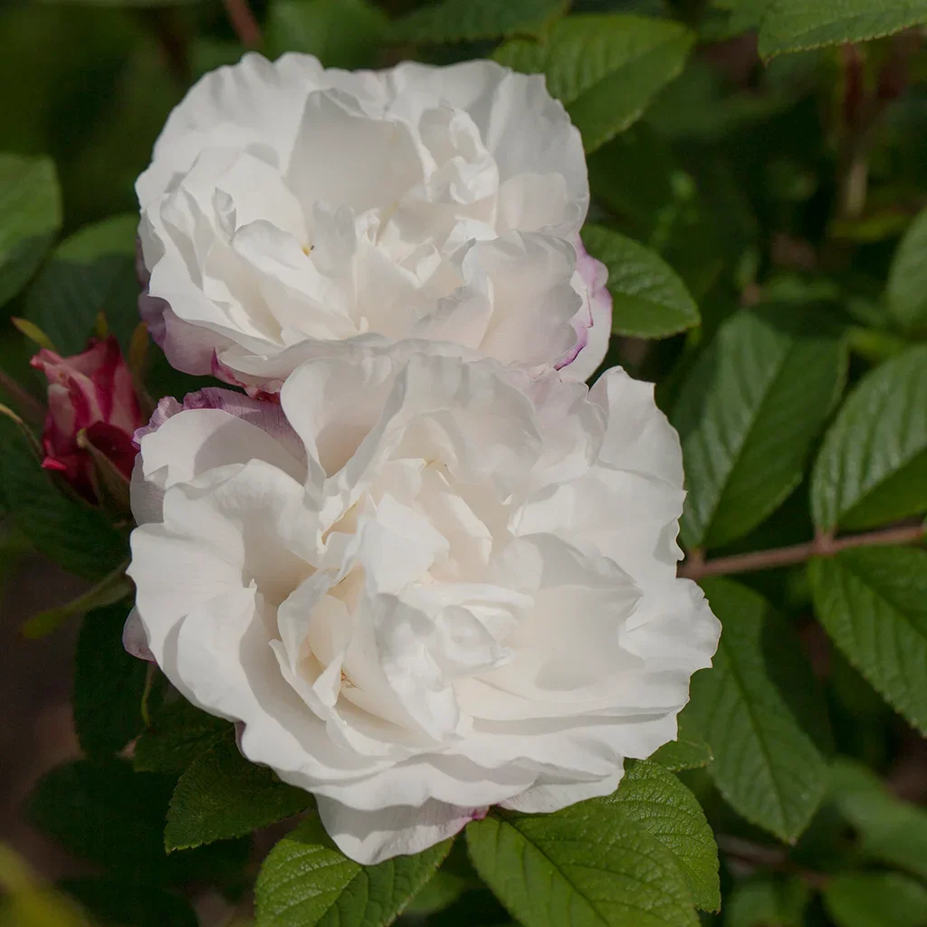 Rosa 'Louise Bugnet' Buskrose 'Louise Bugnet'® Ø19 cm