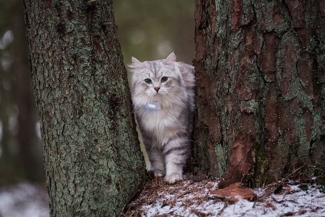 Lilcat GPS-tracker til katte