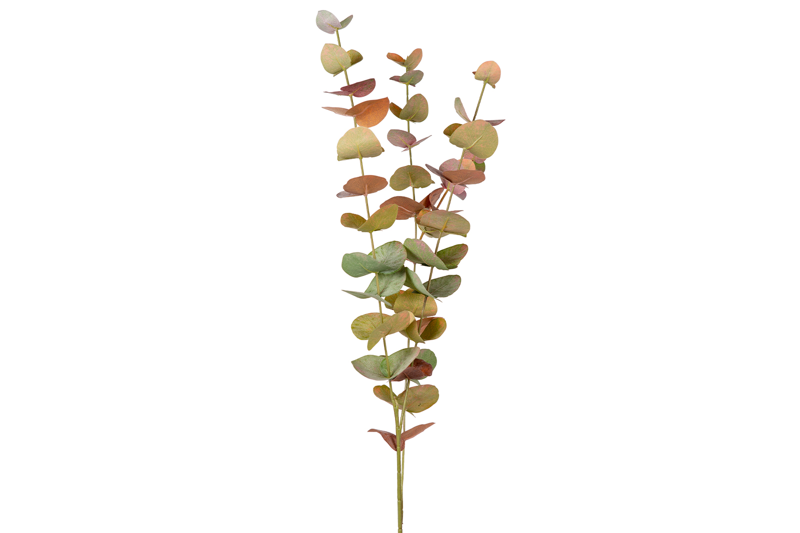 Eucalyptus stilk Grønn/gul H60 cm