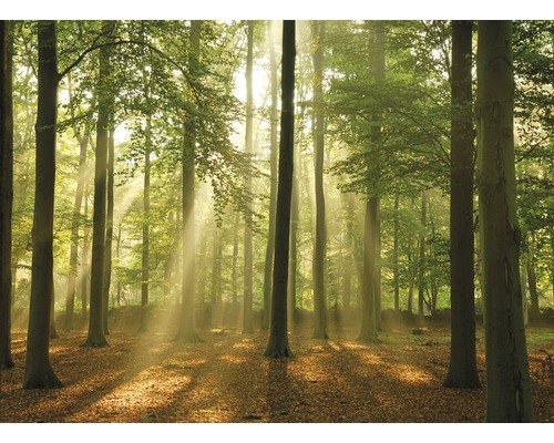 Fotobehang vliesbehang 18295 Bos in de ochtend 7 stuks. 350x260cm