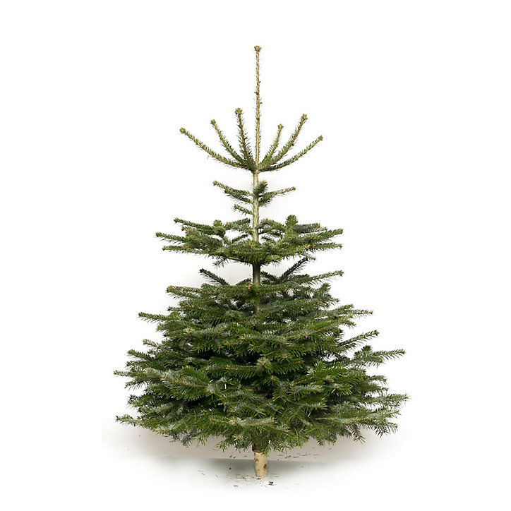 Sapin naturel Nordmann h.150/180 cm