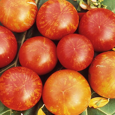 Gemüsesamen Tomaten in allen Farben