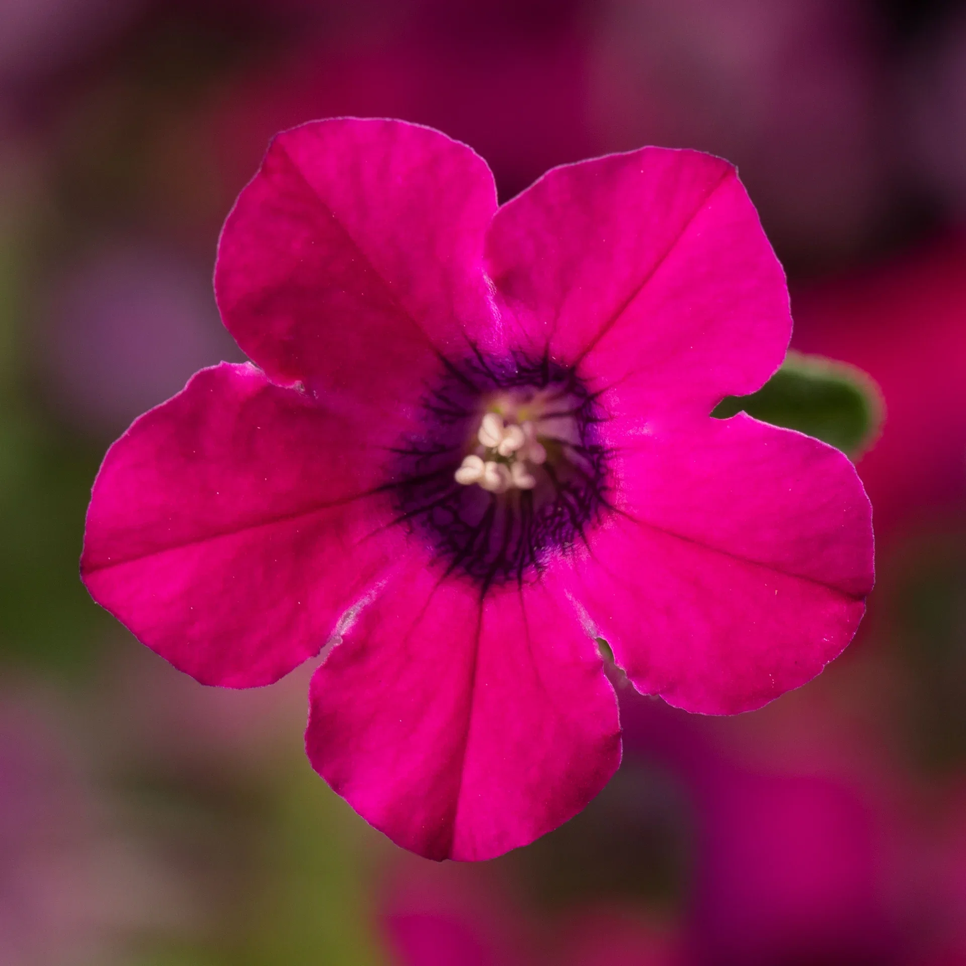 Petunia x hybrida 'Itsy' Magenta 12 cm Petunia ITSY Magenta Ø12 cm