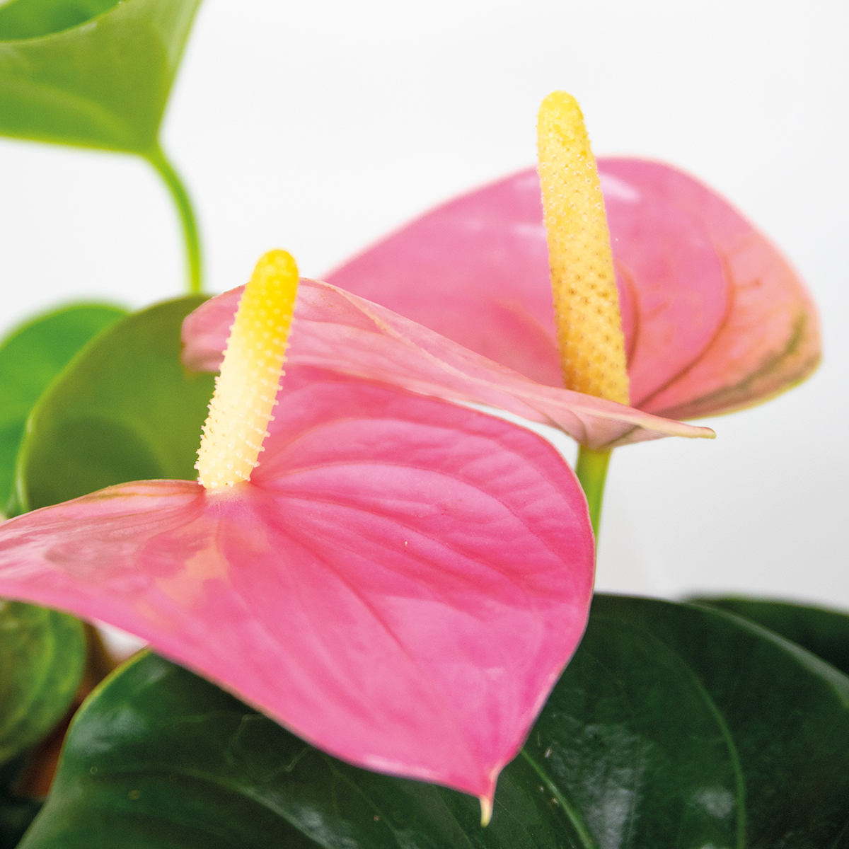 Anthurium 'aristo' rose - flamingo plant - entretien facile - ⌀14 cm - ↕45-55 cm