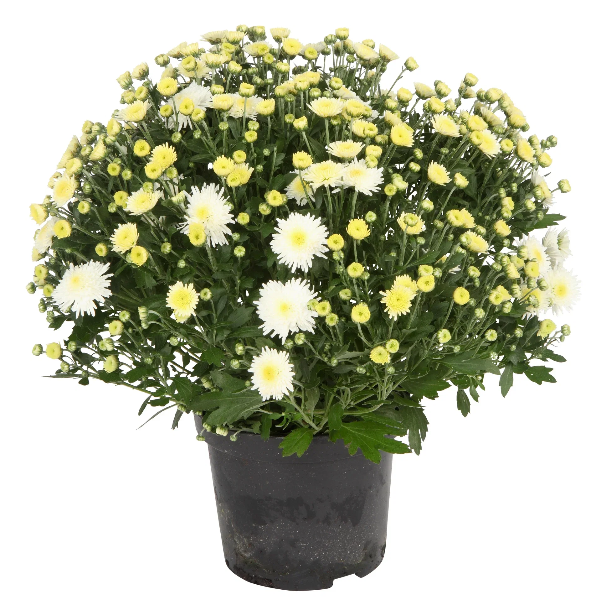 Chrysanthemum x morifolium Frilandskrysantemum Ø19 cm