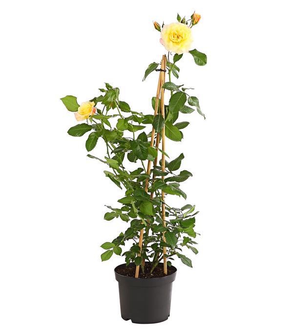 Kletterrosen 'Klettermaxe®'