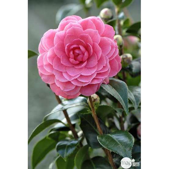 Camellia japonica 'Spring Formal ': conteneur 3 litres