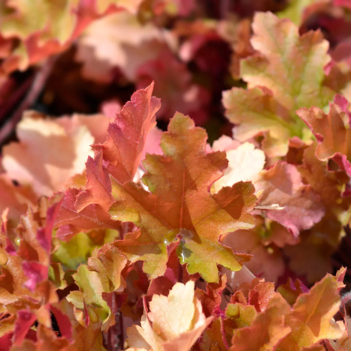 Heuchera 'Marmalade' Alunrot 'Marmalade' 3 L