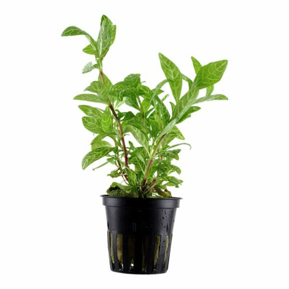 Alternanthera reineckii rosanervig