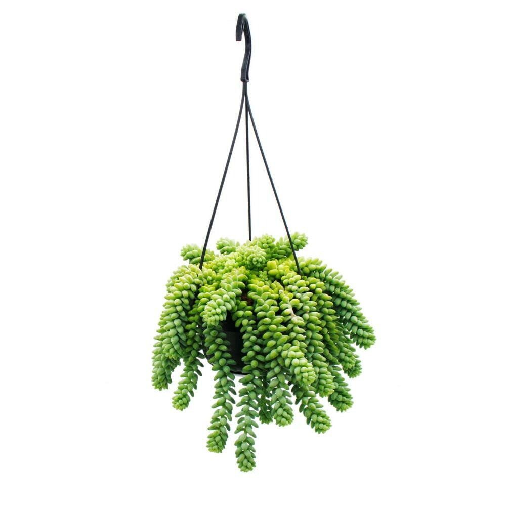 Sedum morganianum 'burrito' - balançoire de singe - 14cm pot à suspension - succulente suspendue