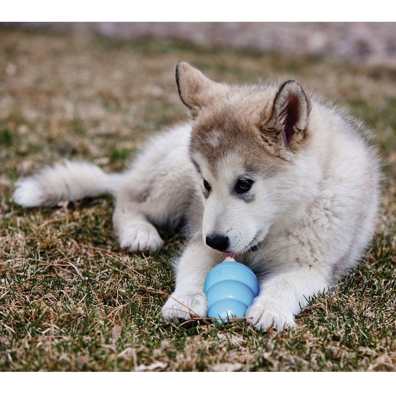 Jouet KONG Puppy