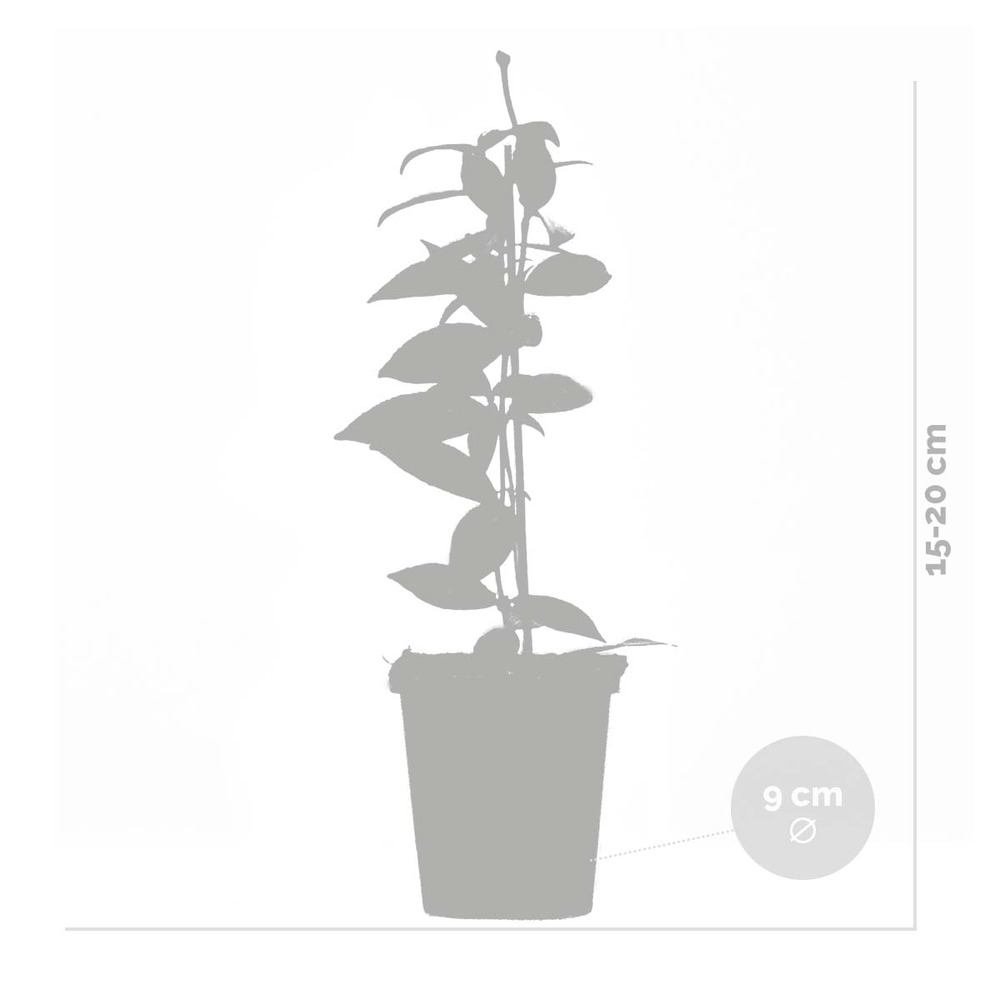 3x trachelospermum jasminoides – jasmin de toscane – plante grimpante – rustique – ⌀9 cm - ↕15-20 cm