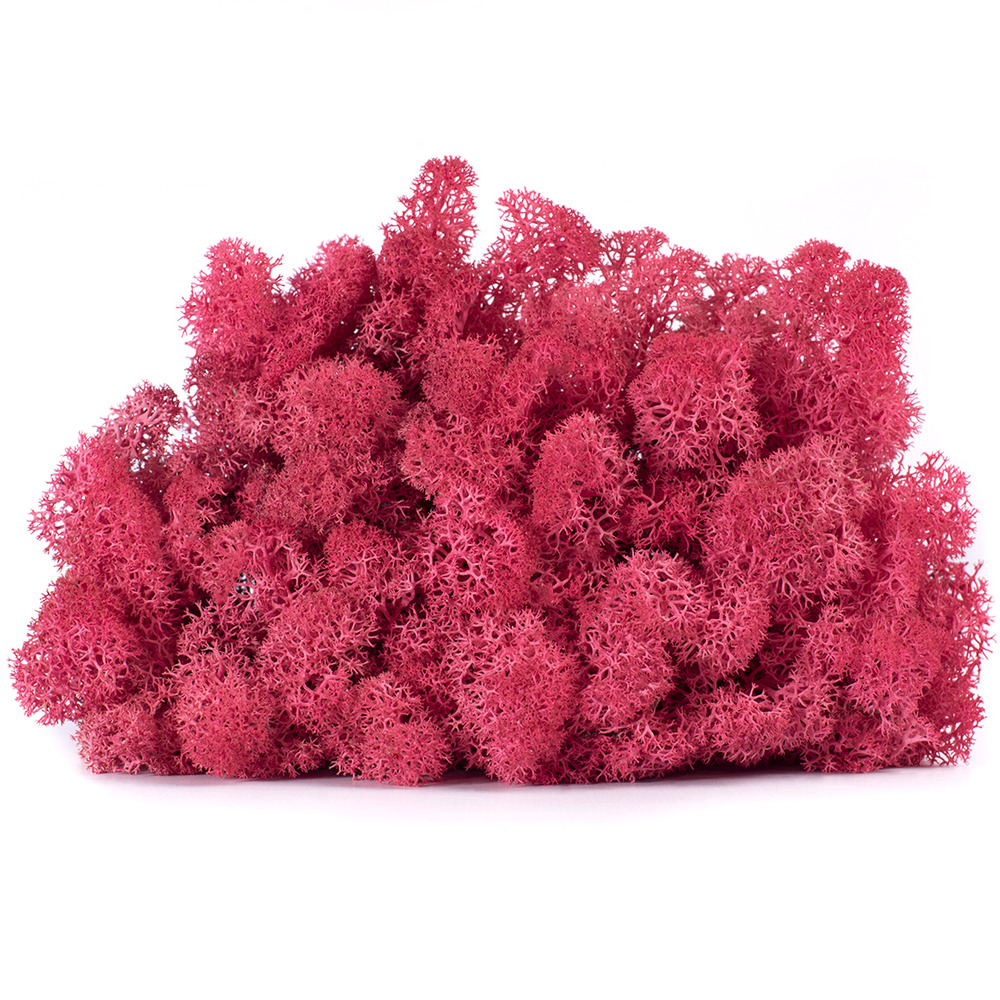 Lic/0569 lichen stabilisée cyclamen w-box 0,5 kg