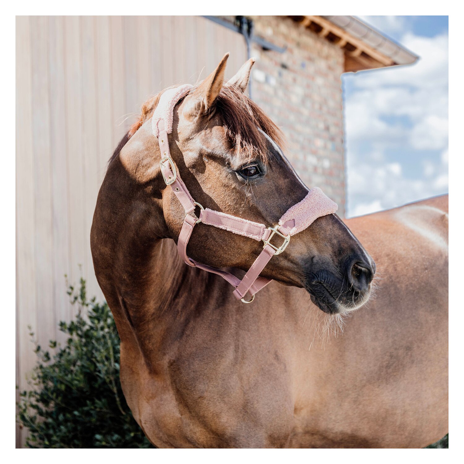KENTUCKY Teddyfleece-Halfter - old rose