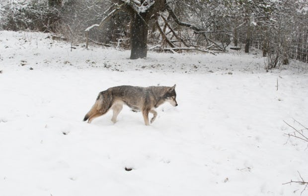 Husky Schlittenfahrt Neu Benthen