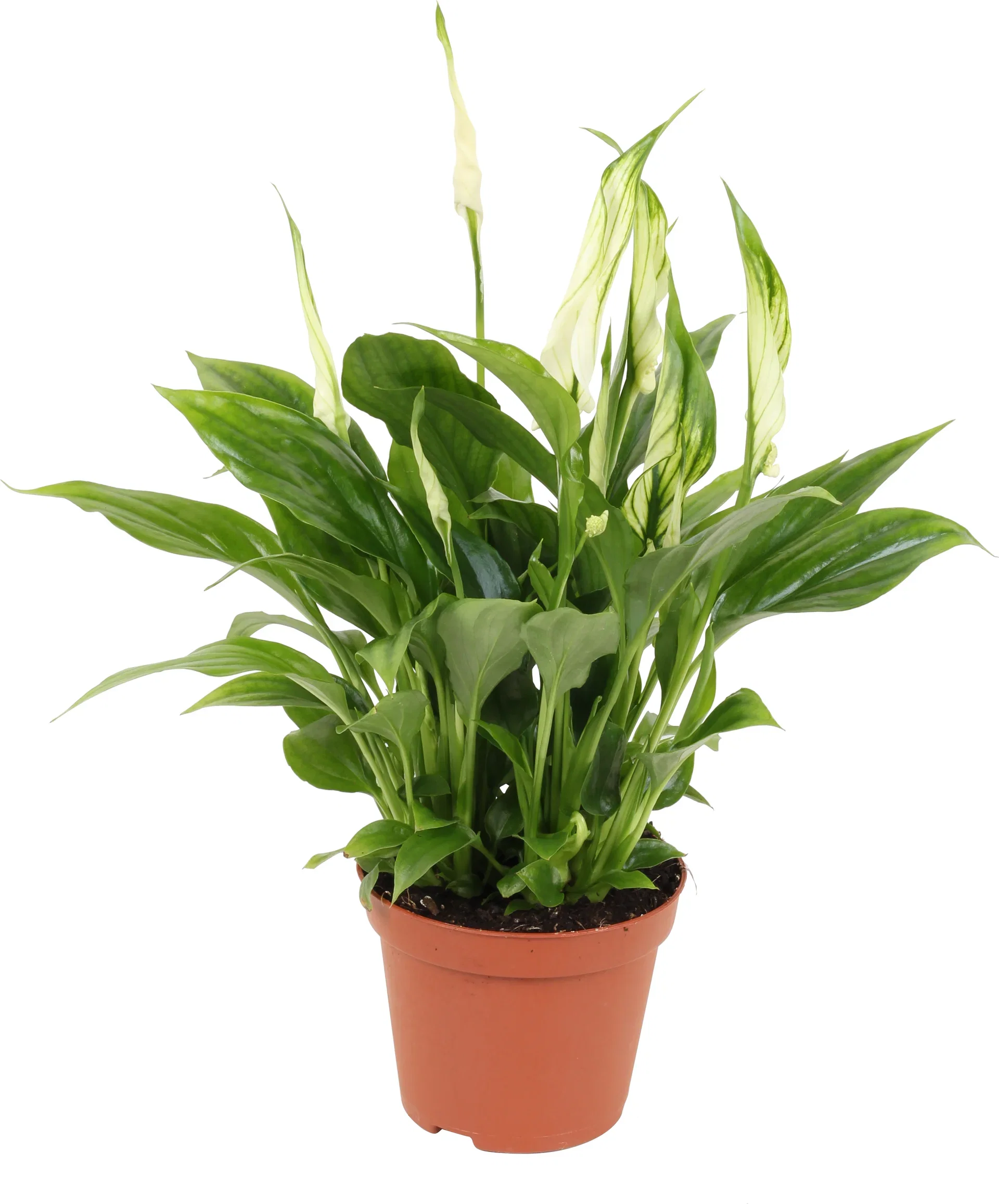 Spathiphyllum 'Chopin' Fredslilje Høyde 30 cm