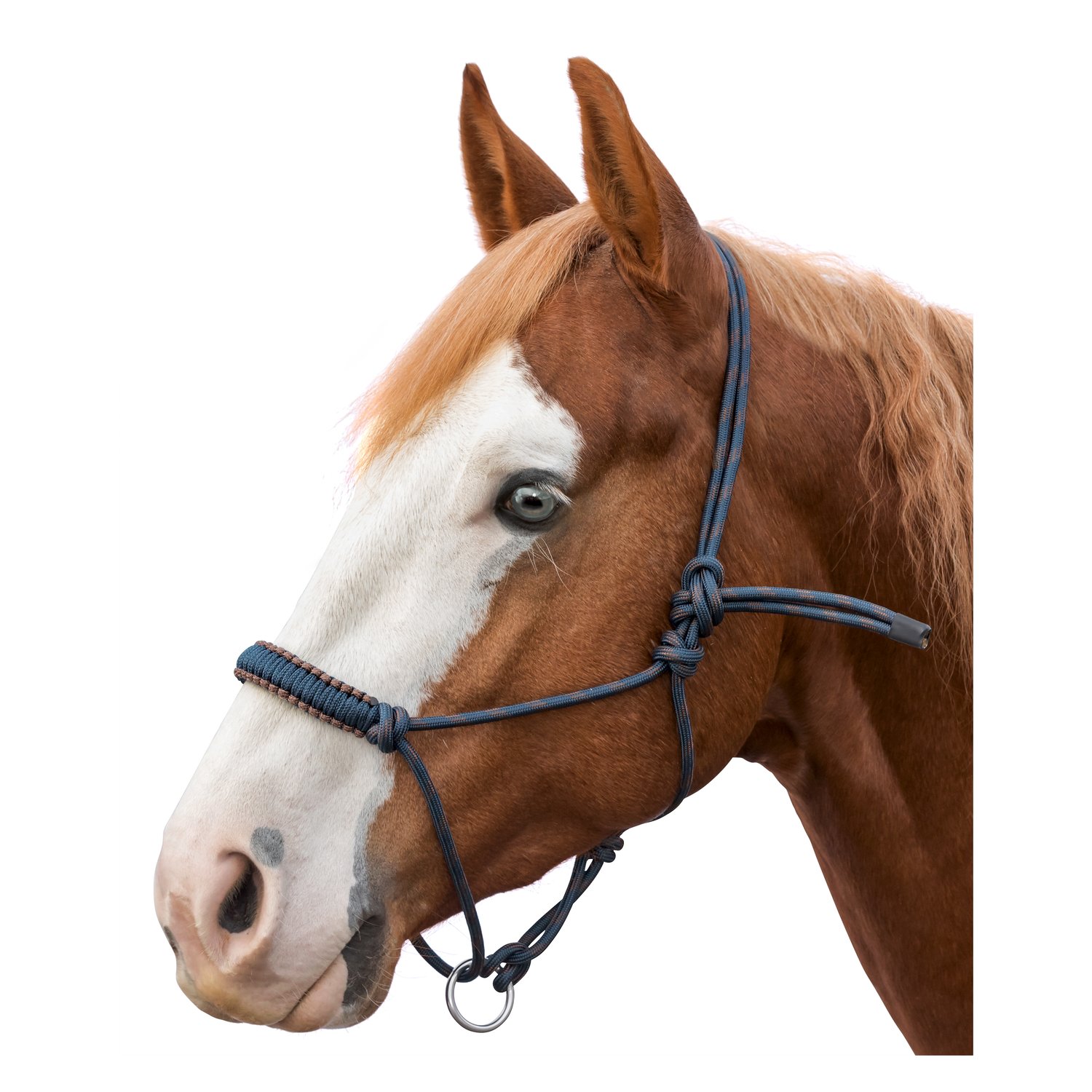 L-pro West Knotenhalfter Bicolor  - navy/chocolate