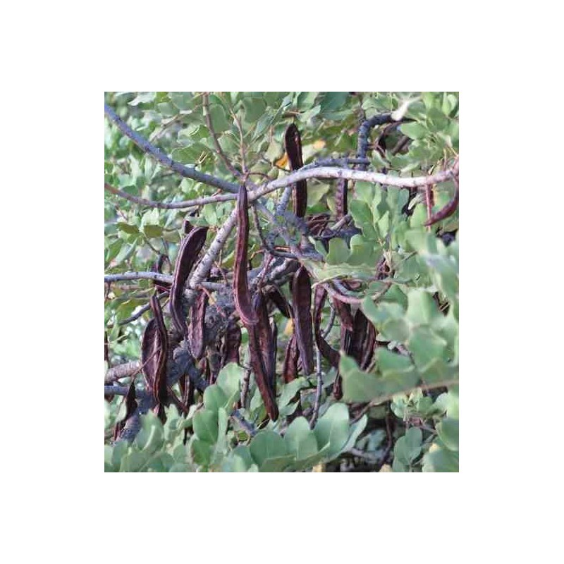 Ceratonia siliqua (caroubier) adulte substitut au chocolat vert - taille pot de 140l - 200/250cm