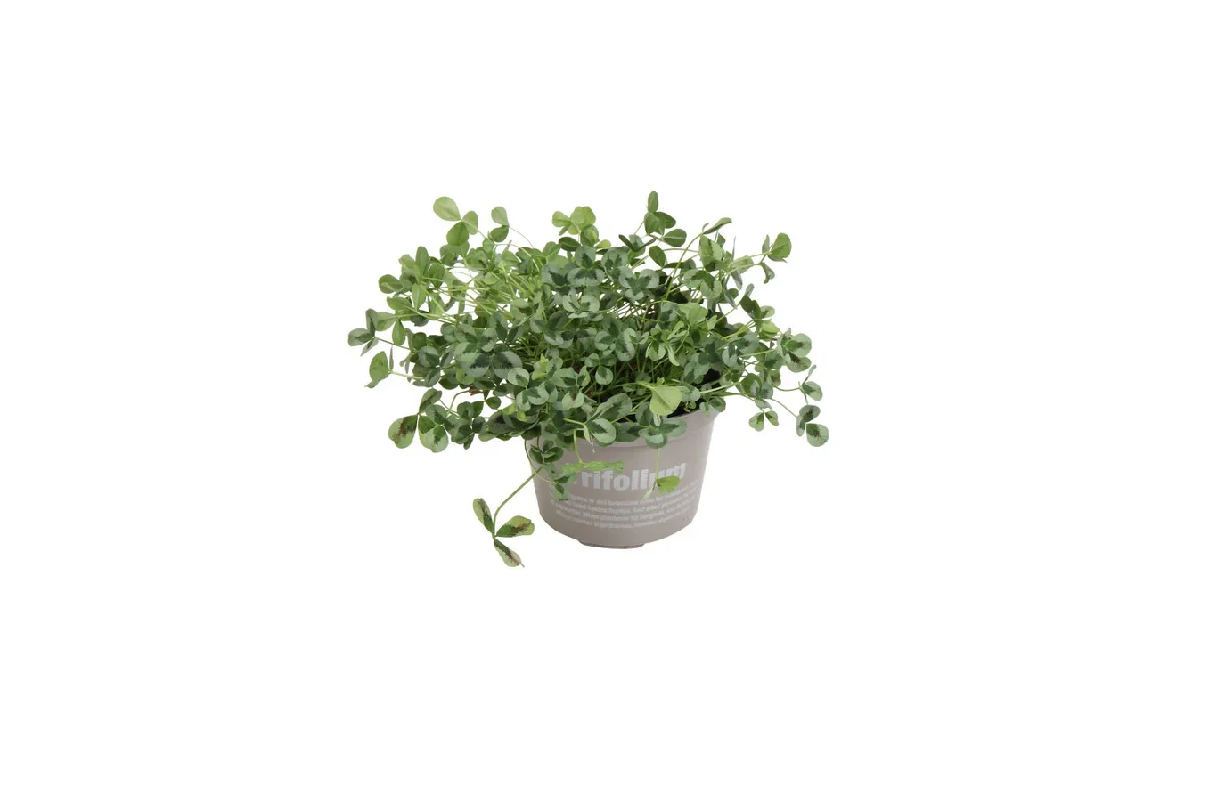 Trifolium repens 'Sweet Mike' 10,5 cm Kløver 'Sweet Mike' Ø10,5 cm