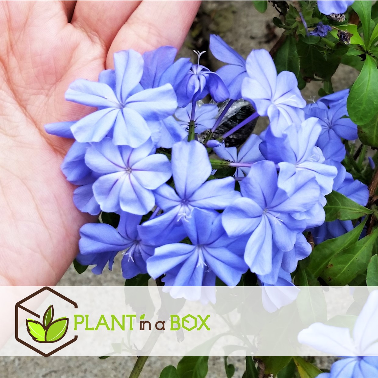 Plumbago auriculata - set de 3 - hortensia grimpant - pot 9cm - hauteur 25-40cm